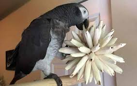African Grey Parrot Adoption
