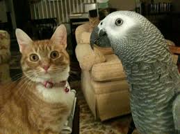 African Grey Parrot And Cat