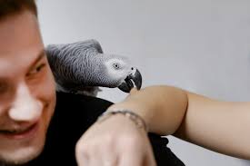 African Grey Parrot Biting