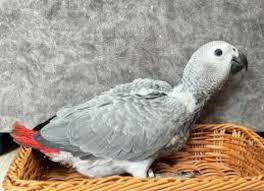 African Grey Parrot Craigslist