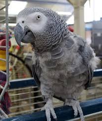 African Grey Parrot Feather Plucking