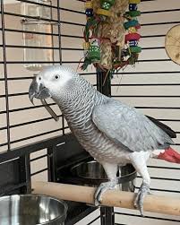 African Grey Parrot For Adoption Near Me