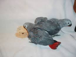 African Grey Parrot For Sale Craigslist
