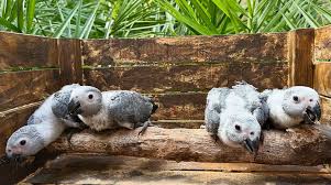 African Grey Parrot For Sale Florida