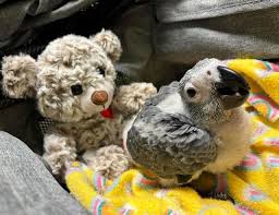 African Grey Parrot For Sale In Houston