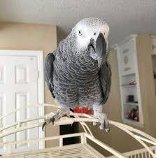African Grey Parrot For Sale Ohio