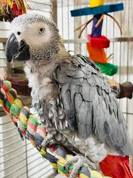 African Grey Parrot Free Adoption