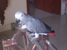 African Grey Parrot Price In Pakistan