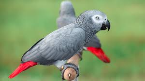 African Grey Parrot Swearing