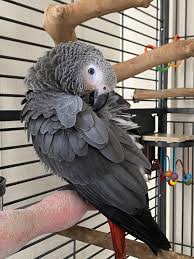 African Grey Parrot Training