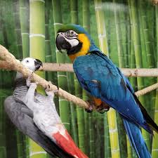 African Grey Parrot Vs Macaw