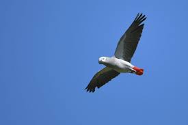 African Grey Parrot in Flight