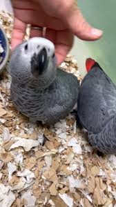 African Grey Parrots For sale In Houston Tx