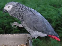 Alex An African Grey Parrot