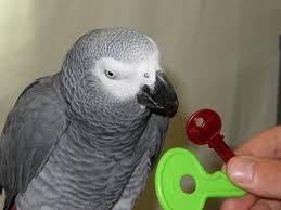Alex The African Grey Parrot Talking