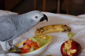 Best African Grey Parrot Food