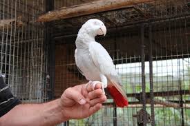 African Grey Parrot Alex