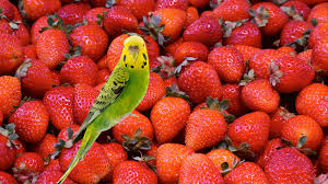 Can African Grey Parrots Eat Strawberries