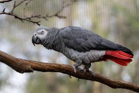 Can You Buy An African Grey Parrot