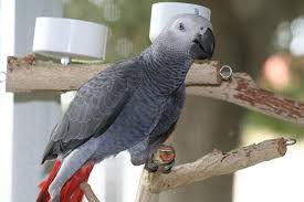 Do African Grey Parrots Talk