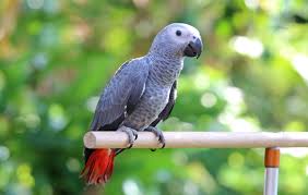 Facts On African Grey Parrots