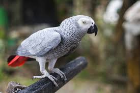 How Much Does A African Grey Parrot Cost