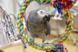 Macaw African Grey Parrot