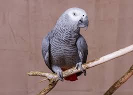 Picture African Grey Parrots