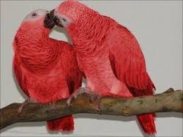 Red Factor African Grey Parrot