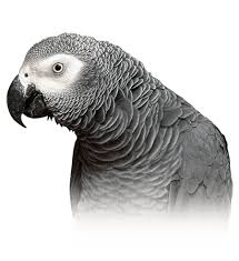 African Grey Parrot For sale Texas