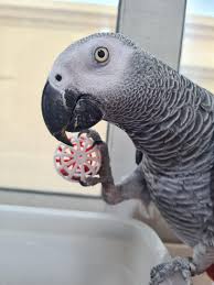 African Grey Parrot Male Or Female