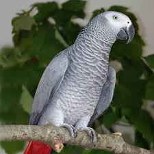 Where Can You Buy An African Ggrey Parrot