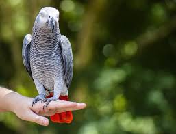 Life Span Of African Grey Parrot