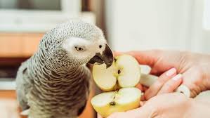 What Do African Grey Parrots Eat
