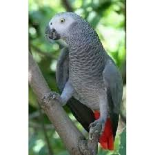 Price Of African Grey Parrot