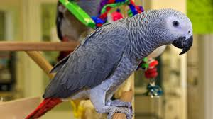 Talking African Grey Parrot
