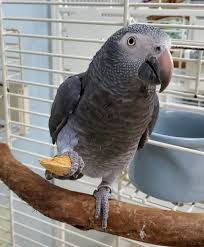 Adopt African Grey Parrot