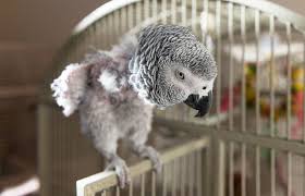 African Grey Parrot Feather Picking