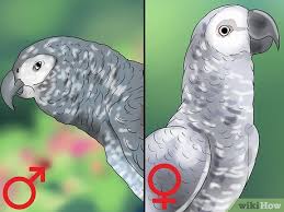 how do you sex an african grey parrot